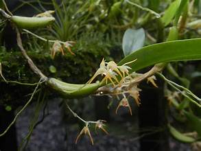 Bulbophyllum concinnum